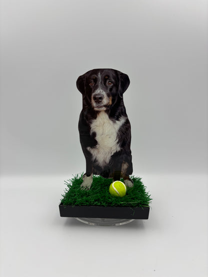 WinZig Pets